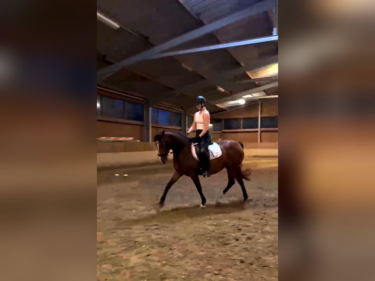 Duitse rijpony Merrie 12 Jaar 148 cm Bruin in Giebelstadt