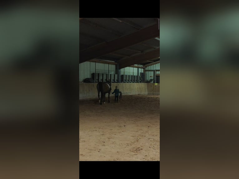 Duitse rijpony Merrie 12 Jaar 148 cm Bruin in Giebelstadt