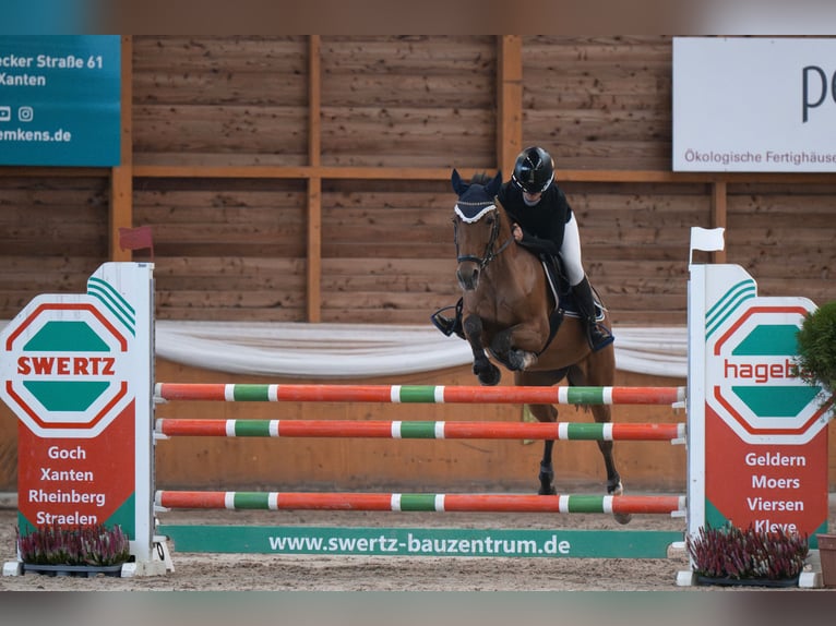 Duitse rijpony Merrie 12 Jaar 148 cm Bruin in Goch