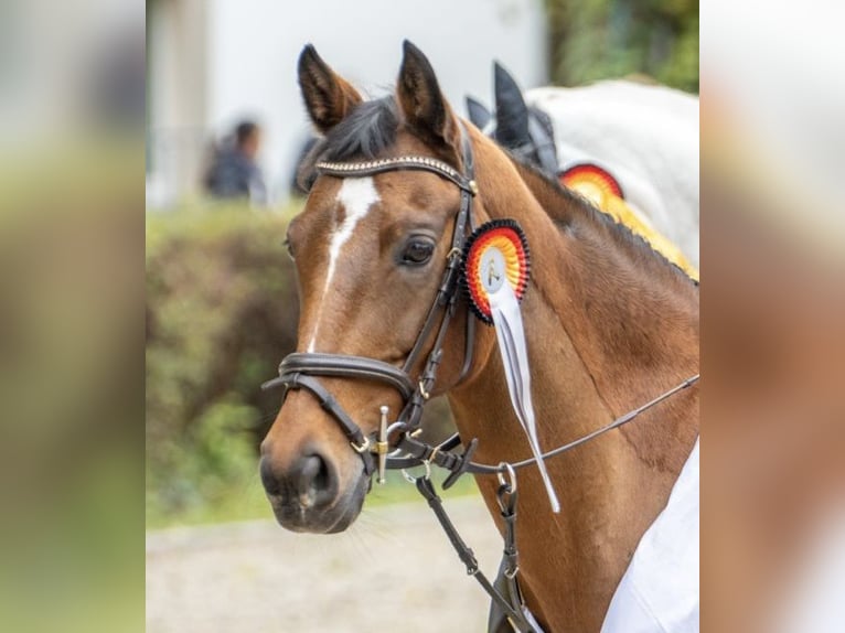 Duitse rijpony Merrie 12 Jaar 148 cm Bruin in Kirchberg