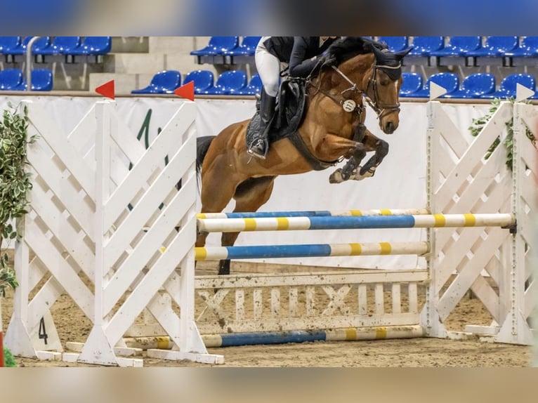 Duitse rijpony Merrie 12 Jaar 148 cm Bruin in Kirchberg