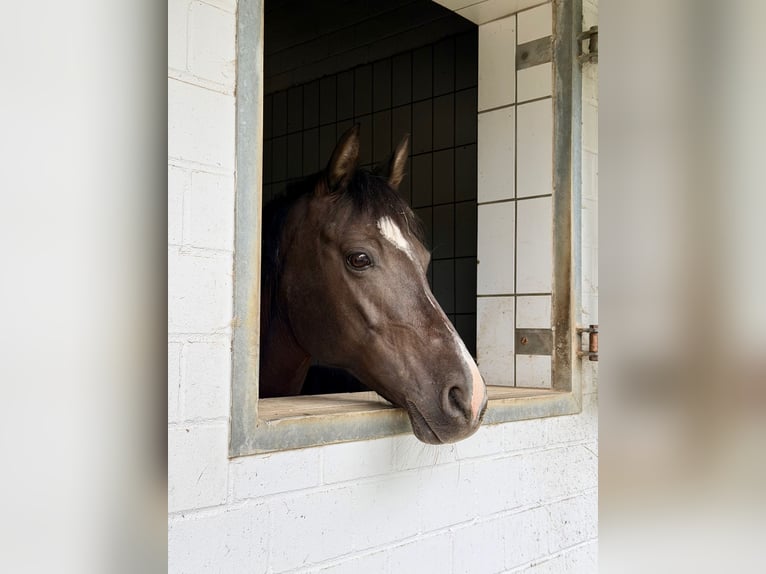 Duitse rijpony Merrie 12 Jaar 148 cm Donkerbruin in Düsseldorf