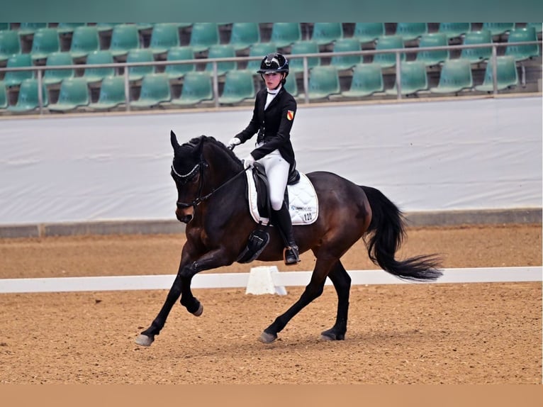 Duitse rijpony Merrie 12 Jaar 148 cm Donkerbruin in Weinheim
