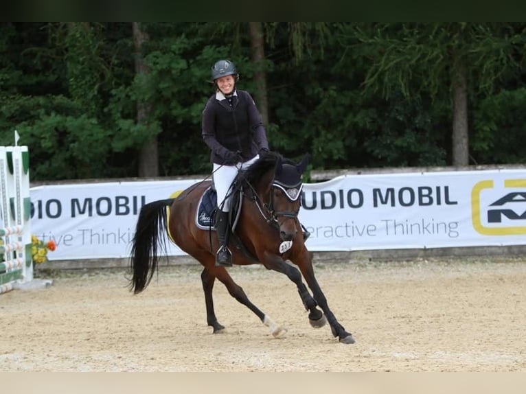 Duitse rijpony Merrie 12 Jaar 148 cm Donkerbruin in Mainburg