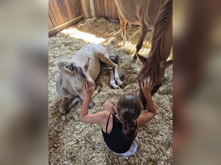 Duitse rijpony Merrie 12 Jaar 148 cm Red Dun in WuppertalWuppertal