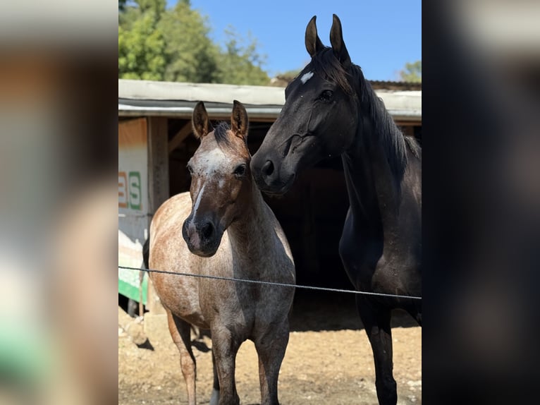 Duitse rijpony Merrie 12 Jaar 148 cm Roan-Red in Vasoldsberg