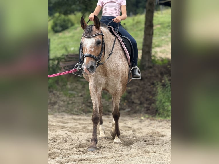 Duitse rijpony Merrie 12 Jaar 148 cm Roan-Red in Vasoldsberg