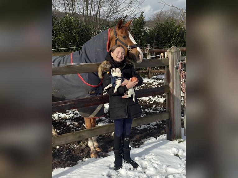 Duitse rijpony Merrie 12 Jaar 148 cm Vos in Usingen