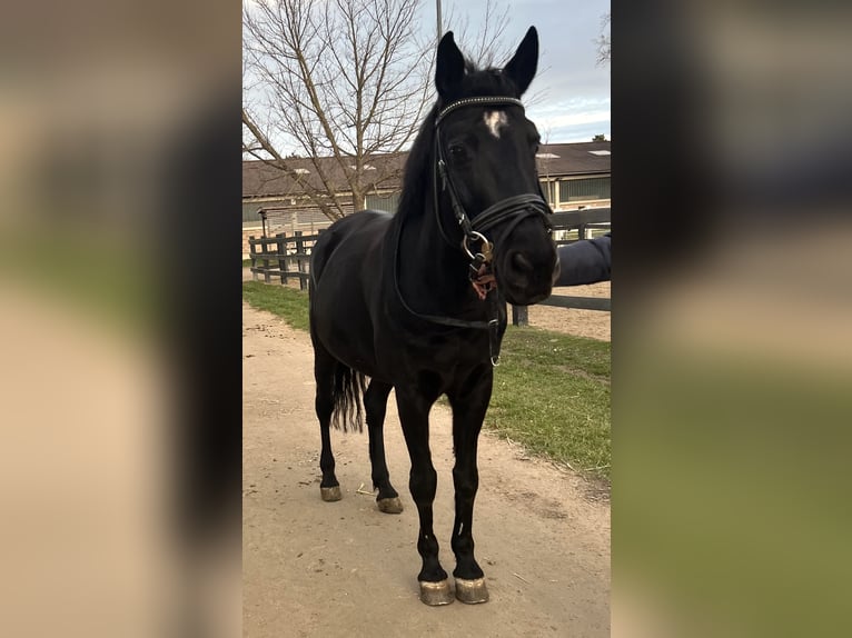 Duitse rijpony Merrie 12 Jaar 148 cm Zwart in Wien, Leopoldstadt