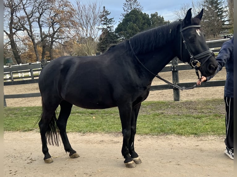 Duitse rijpony Merrie 12 Jaar 148 cm Zwart in Wien, Leopoldstadt