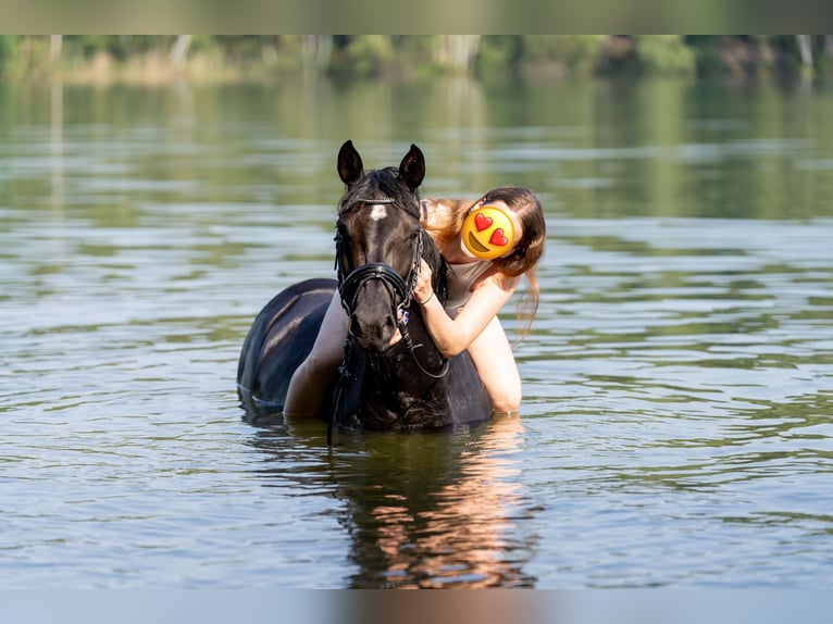 Duitse rijpony Merrie 12 Jaar 148 cm Zwart in Oldenburg
