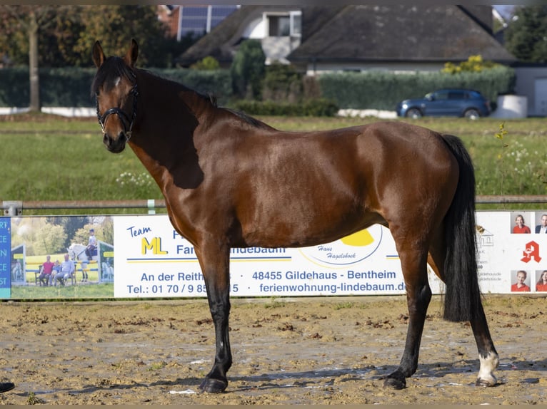 Duitse rijpony Merrie 12 Jaar 149 cm Bruin in Bad Bentheim