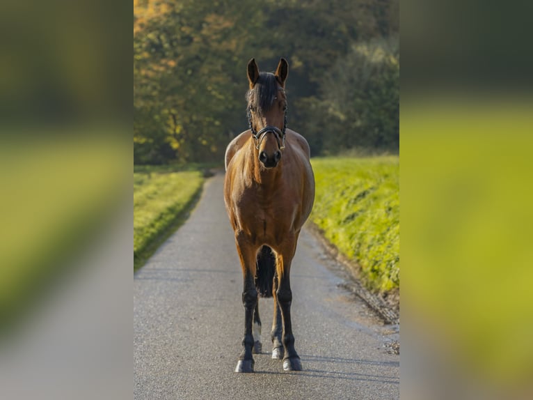 Duitse rijpony Merrie 12 Jaar 149 cm Bruin in Bad Bentheim