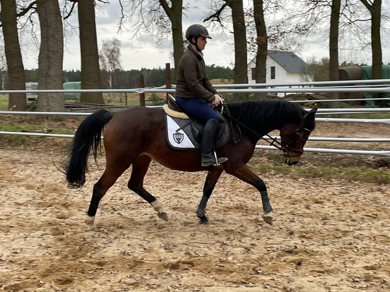 Duitse rijpony Merrie 12 Jaar 150 cm Bruin in Suhlendorf Duitse rijpony Merrie 12 Jaar 150 cm Bruin in Suhlendorf