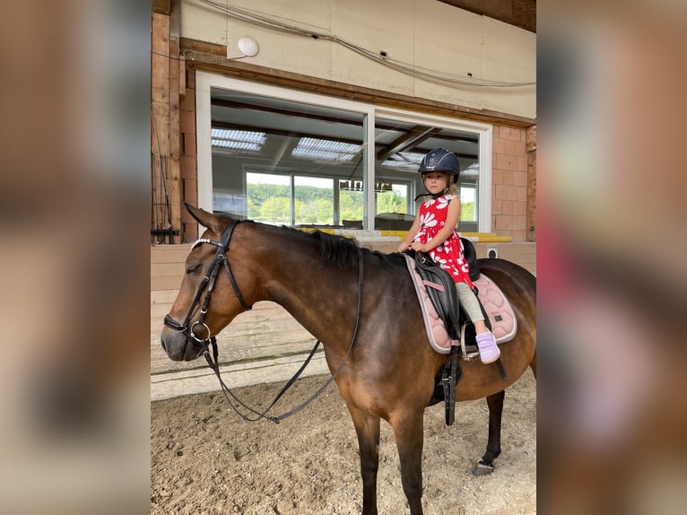 Duitse rijpony Merrie 12 Jaar 150 cm Donkerbruin in Bad Homburg vor der Höhe