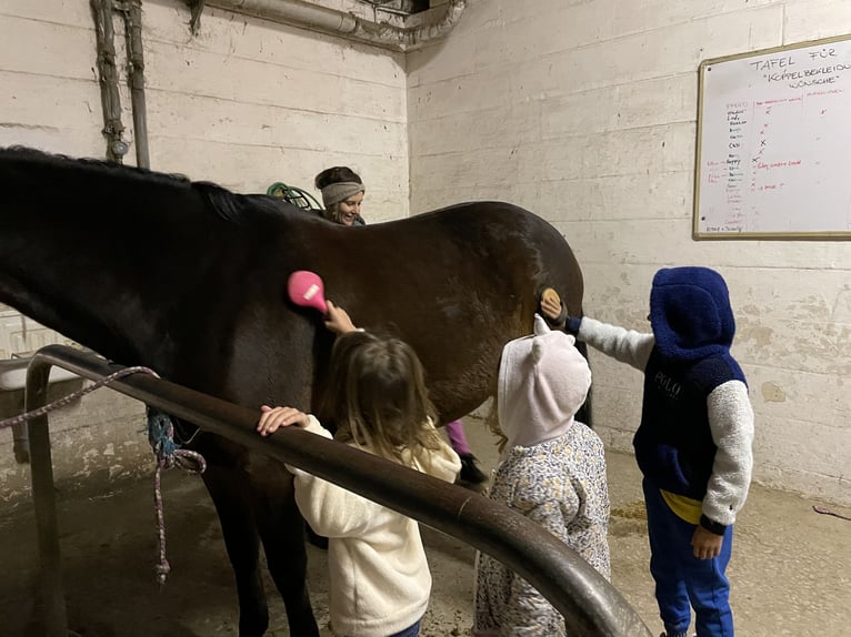 Duitse rijpony Merrie 12 Jaar 150 cm Donkerbruin in Bad Homburg vor der Höhe