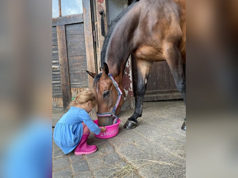 Duitse rijpony Merrie 12 Jaar 150 cm Donkerbruin in Bad Homburg vor der Höhe