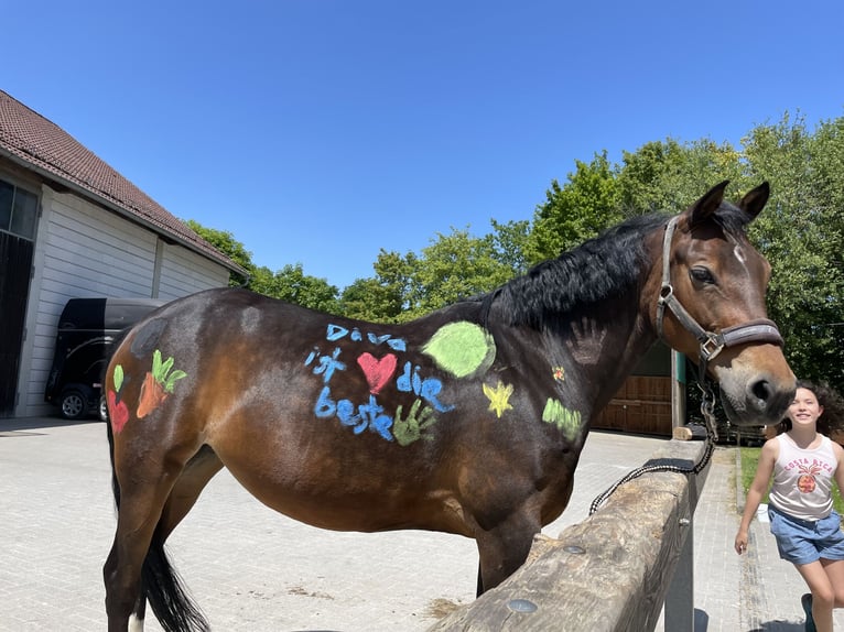 Duitse rijpony Merrie 12 Jaar 150 cm Donkerbruin in Bad Homburg vor der Höhe