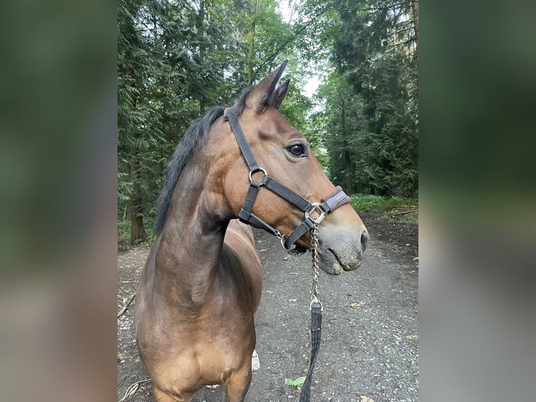 Duitse rijpony Merrie 12 Jaar 150 cm Donkerbruin in Bad Homburg vor der Höhe