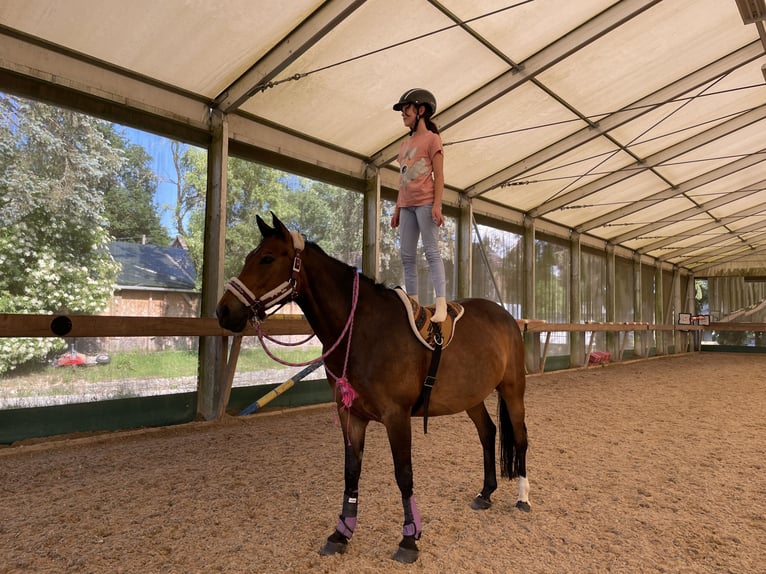 Duitse rijpony Merrie 12 Jaar 150 cm Donkerbruin in Bad Homburg vor der Höhe