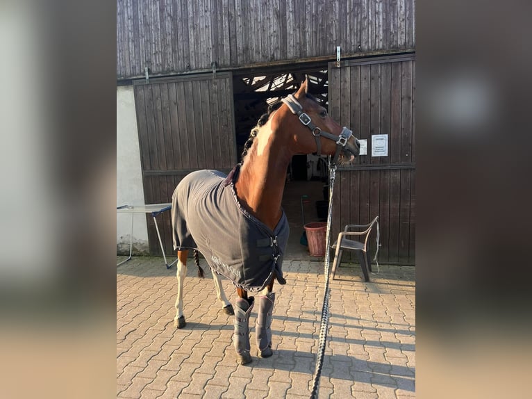 Duitse rijpony Merrie 12 Jaar 150 cm Gevlekt-paard in Marl