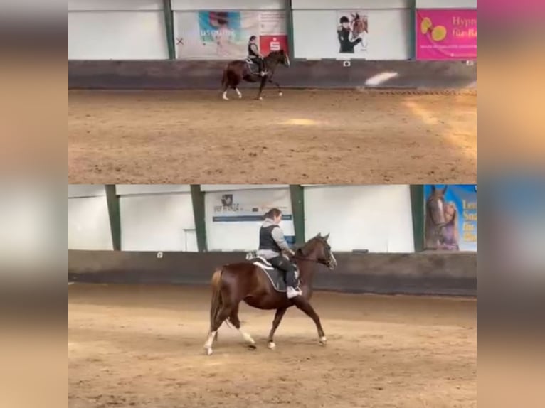 Duitse rijpony Merrie 12 Jaar 153 cm Donkere-vos in Oyten Duitse rijpony Merrie 12 Jaar 153 cm Donkere-vos in Oyten