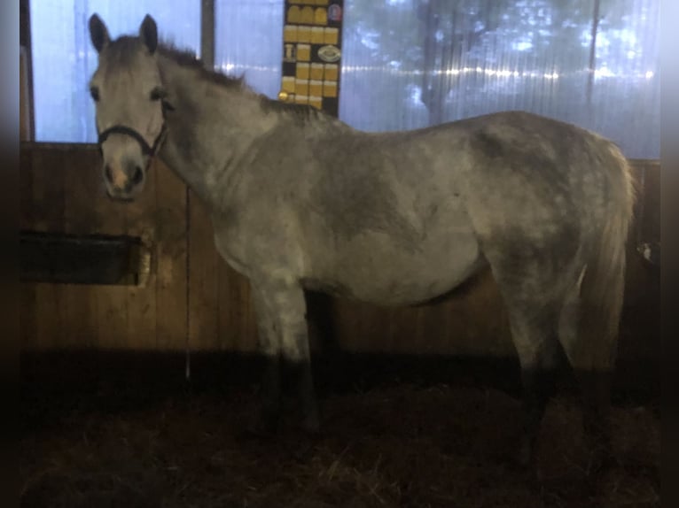 Duitse rijpony Merrie 12 Jaar 153 cm Schimmel in Westerstede