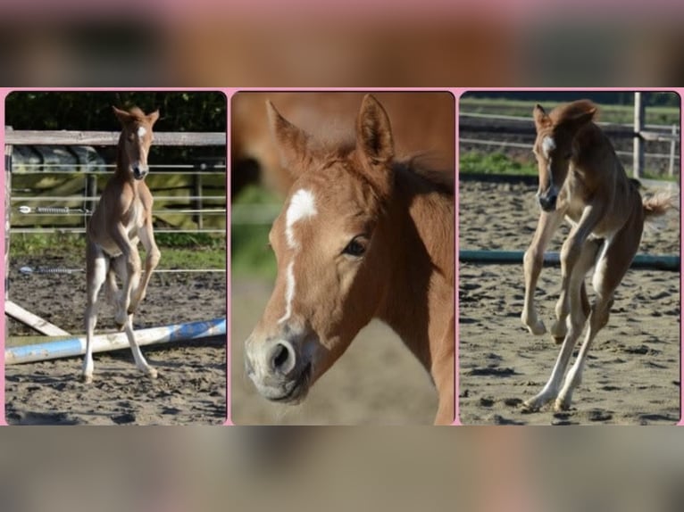 Duitse rijpony Merrie 12 Jaar 154 cm Vos in Köln