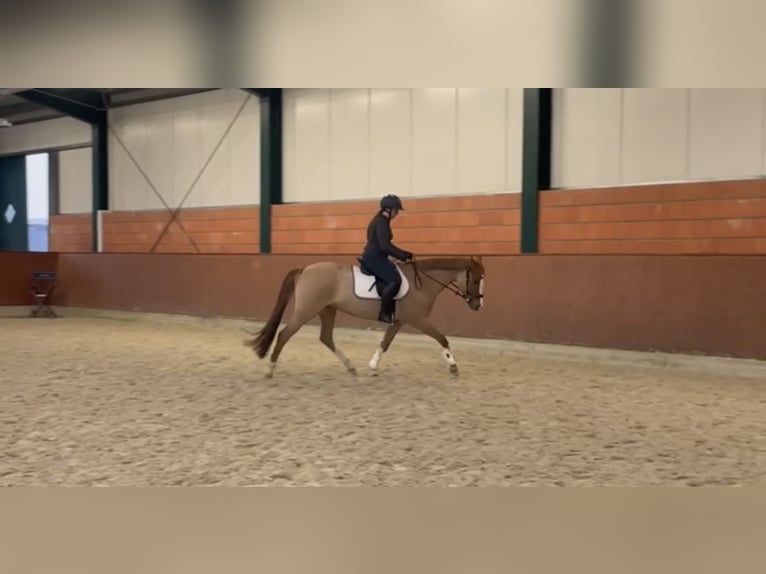 Duitse rijpony Merrie 12 Jaar 155 cm Vos in Wiefelstede