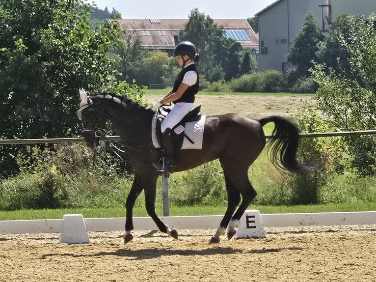 Duitse rijpony Merrie 12 Jaar 155 cm Zwartbruin in Deggenhausertal