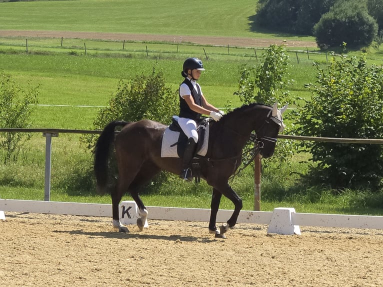 Duitse rijpony Merrie 12 Jaar 155 cm Zwartbruin in Deggenhausertal