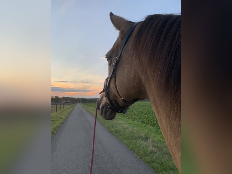 Duitse rijpony Merrie 12 Jaar 156 cm Buckskin in Wittingen