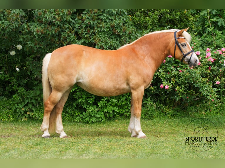Duitse rijpony Merrie 13 Jaar 140 cm Palomino in Badbergen