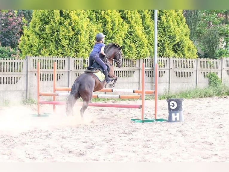 Duitse rijpony Merrie 13 Jaar 140 cm Zwart in Bukowiec