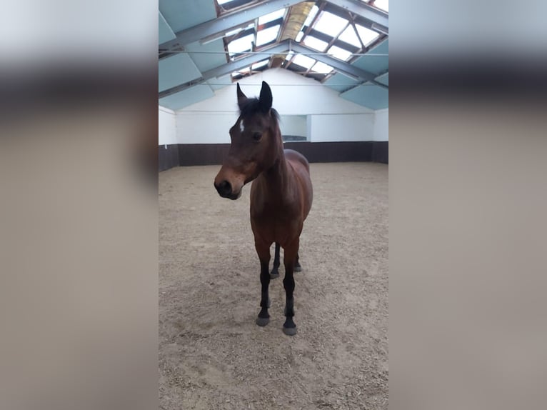 Duitse rijpony Merrie 13 Jaar 143 cm Bruin in Rheda-Wiedenbrück