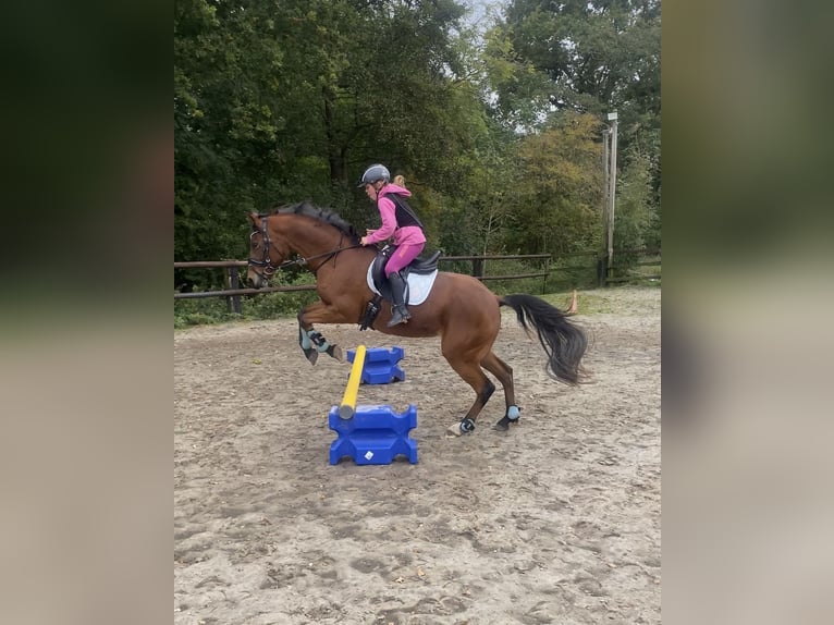 Duitse rijpony Merrie 13 Jaar 143 cm Bruin in OvelgönneOvelgönne