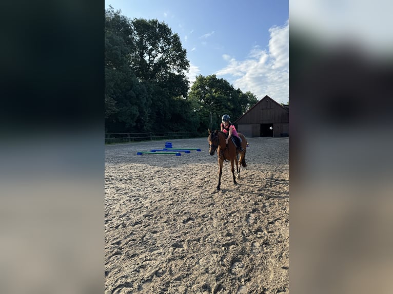 Duitse rijpony Merrie 13 Jaar 143 cm Bruin in OvelgönneOvelgönne