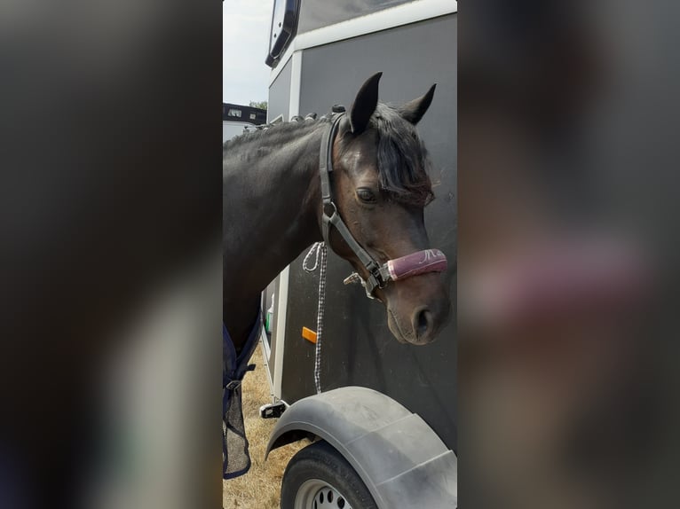 Duitse rijpony Merrie 13 Jaar 143 cm Zwartbruin in Brombachtal