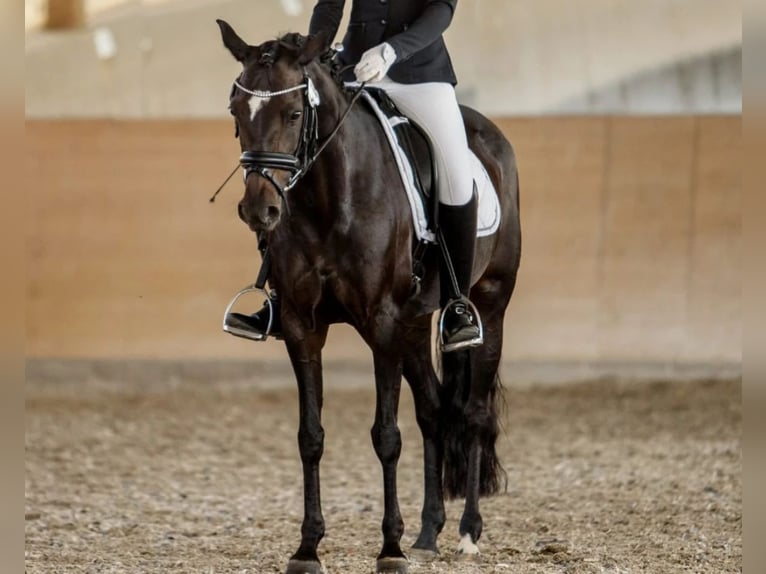 Duitse rijpony Merrie 13 Jaar 143 cm Zwartbruin in Brombachtal