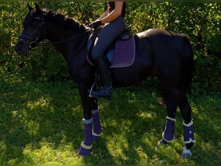 Duitse rijpony Merrie 13 Jaar 143 cm Zwartbruin in Brombachtal