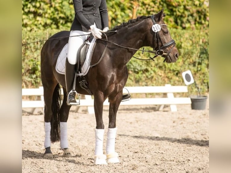 Duitse rijpony Merrie 13 Jaar 143 cm Zwartbruin in Brombachtal