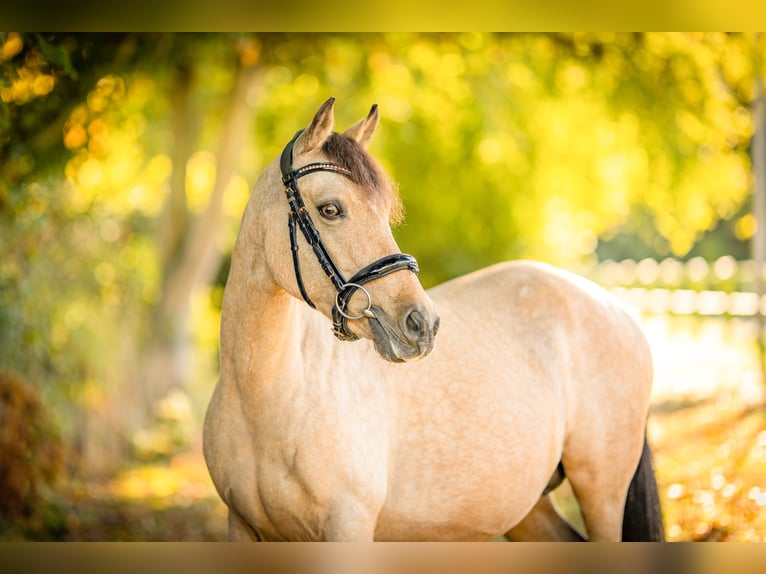 Duitse rijpony Merrie 13 Jaar 144 cm Buckskin in Schortens Schoost Duitse rijpony Merrie 13 Jaar 144 cm Buckskin in Schortens Schoost
