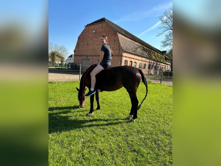 Duitse rijpony Merrie 13 Jaar 144 cm Donkerbruin in Krackow