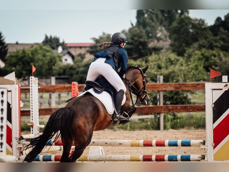 Duitse rijpony Merrie 13 Jaar 144 cm Donkerbruin in Krackow