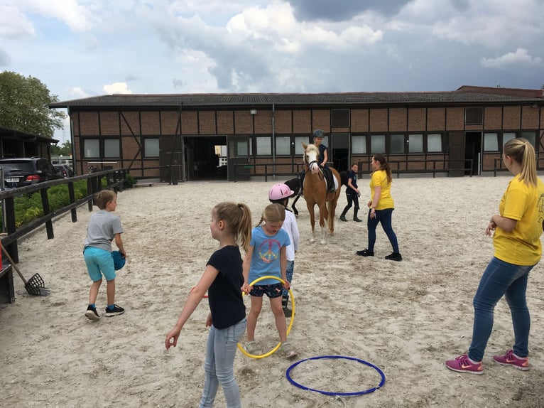 Duitse rijpony Merrie 13 Jaar 144 cm in Stromberg