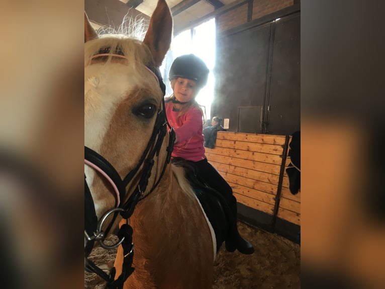 Duitse rijpony Merrie 13 Jaar 144 cm in Stromberg