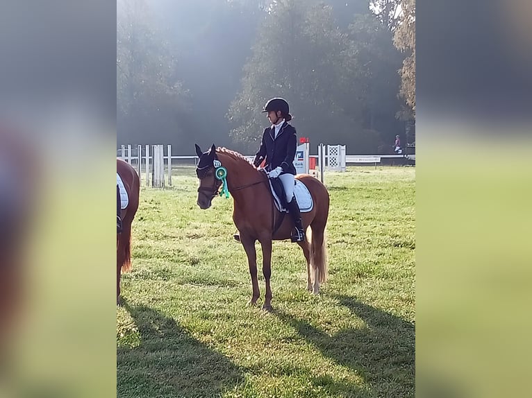 Duitse rijpony Merrie 13 Jaar 144 cm Palomino in Johanniskirchen