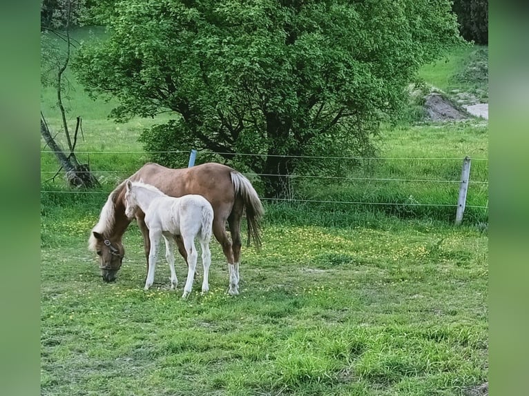 Duitse rijpony Merrie 13 Jaar 144 cm Palomino in Johanniskirchen