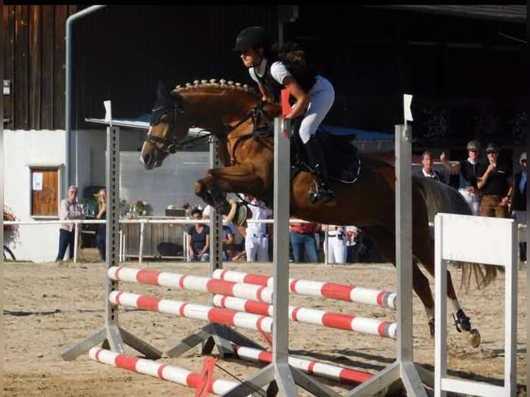 Duitse rijpony Merrie 13 Jaar 144 cm Palomino in Johanniskirchen