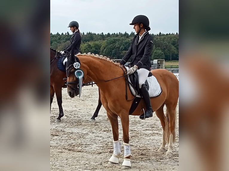 Duitse rijpony Merrie 13 Jaar 144 cm Palomino in Johanniskirchen